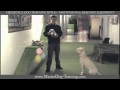 Obedience Dog Training DVD #3 - Motivation & Training Equipment Obedience Dog Training DVD #3 - Motivation & Training Equipment