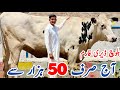 Baloch dairy farm  imported cows and heifers  big hf cows  jani best
