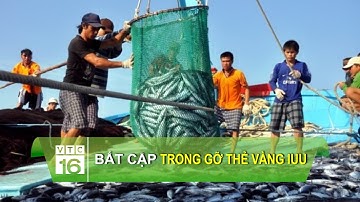 Bất cập trong gỡ thẻ vàng IUU | VTC16