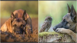 30+ Photos Of Ingo The Dog And His Owl Friends by HACKS BUZZ 144 views 6 years ago 5 minutes, 27 seconds