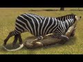 Mother Zebra press Lion and attacks very brutal to save her baby, Wild Animals Attack