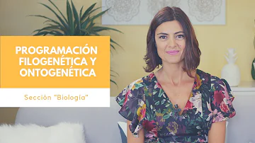 O quê desenvolvimento do sistema nervoso?