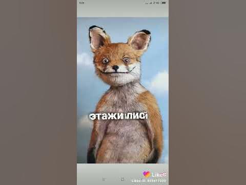 упоротый лис - YouTube
