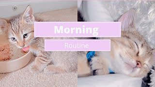 Kitten Morning Routine 2022