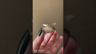 why u so smol (silk moth)