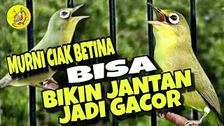 Ciak betina pancing jantan ampuh cepat bikin gacor ‼️ Lombok Kecial Kuning