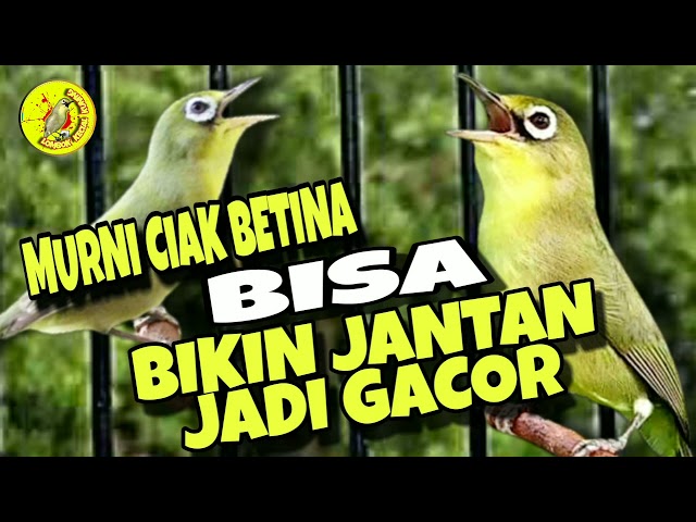 Ciak betina pancing jantan ampuh cepat bikin gacor ‼️ Lombok Kecial Kuning class=