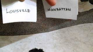 Puppy Picks 2014 NCAA March Madness Bracket