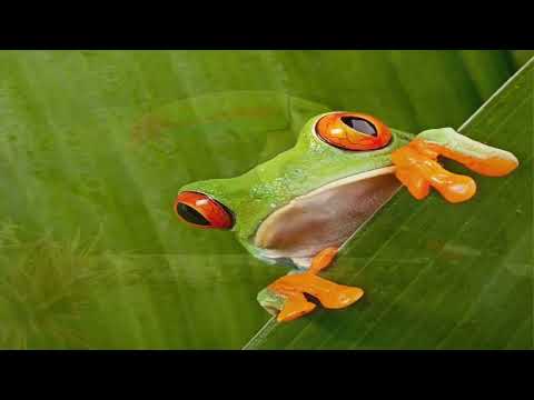 Costa Rica, Digital Nomad, Work online from Jaco