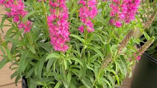 Veronica 'Giles van Hees' (Speedwell) // COLOR!  HOT PINK  spikes on a compact plant.