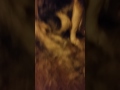 Husky during Shedding Season