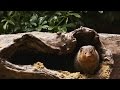Mongooses: Behavior and Characteristics