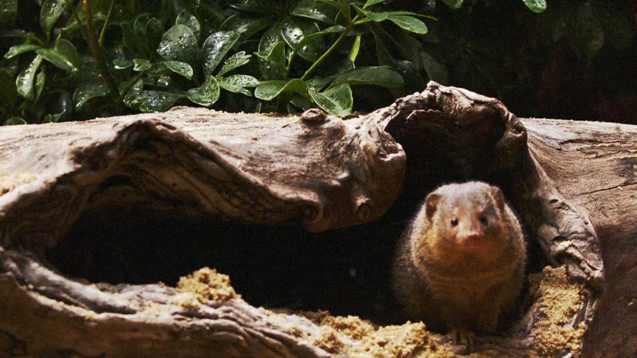 Are Mongooses Social?