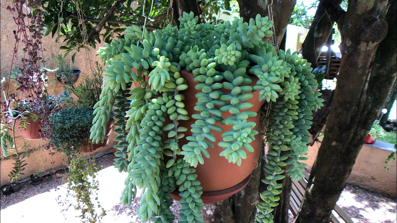 O SEGREDO para ter um VASO CHEIO da SUCULENTA RABO DE BURRO - Sedum Morganianum e Burrito