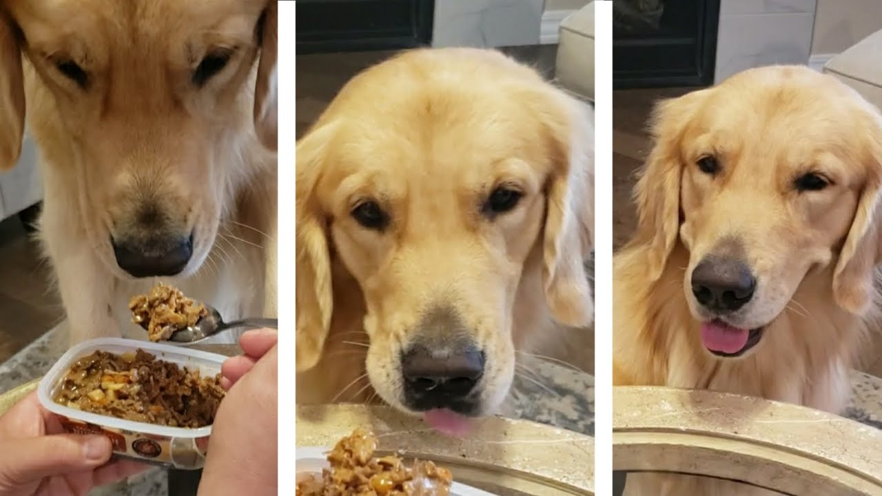 Will my Dog eat it? [Taste FOOD Session 1] goldenretriever dog YouTube