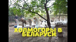 Как мы за холмогорами ездили