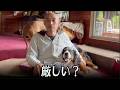 保護犬の譲渡条件厳しいか？