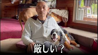保護犬の譲渡条件厳しいか？