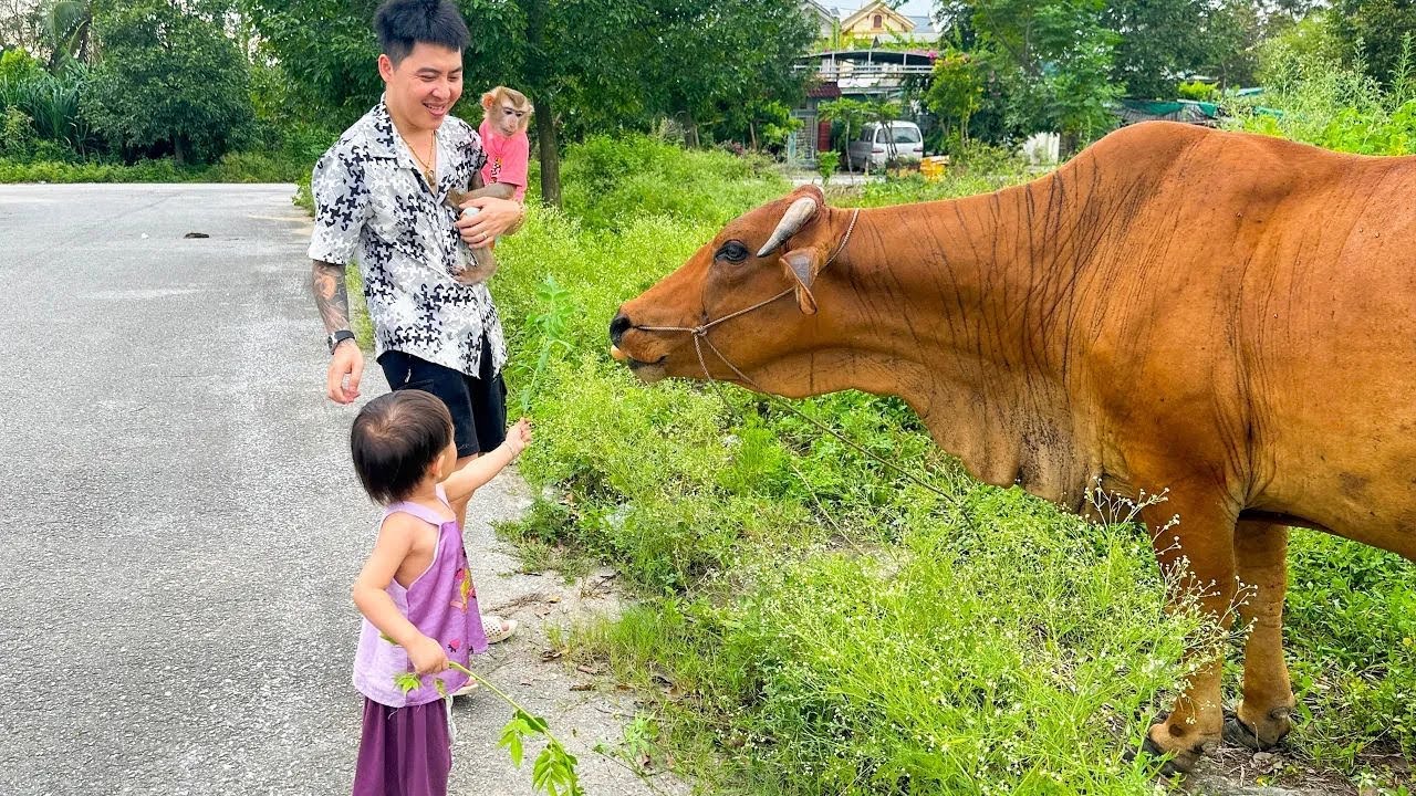 Diem and Monkey Kaka were curious when they saw the cow.