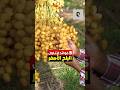 خمس فوائد لتناول البلح الأصفر التمر الرطب وفوائده فوائد تمر فواكه طعام معلومة ريلز هل تعلم 