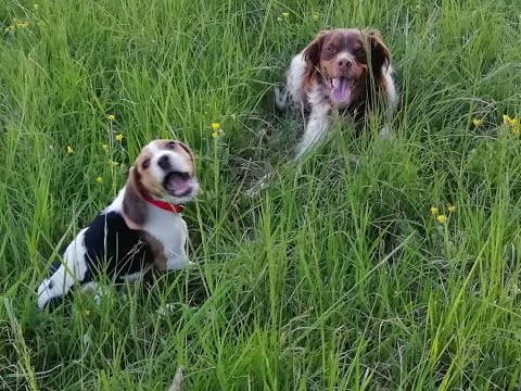 Vidéo: Quelqu'un A Fait Passer Un Cochon Rôti à La Douane Et Un Beagle L'a Reniflé