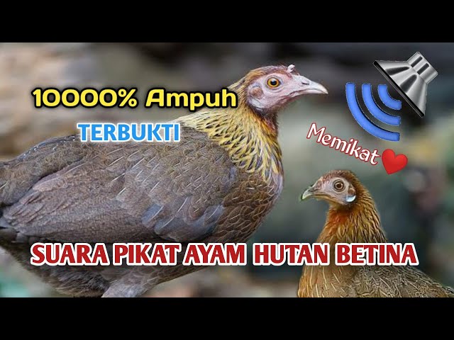 SUARA PIKAT AYAM HUTAN BETINA BIRAHI | MEMANGGIL AYAM JANTAN | KASINTU | 1000%TERBUKTI DAPAT AMPUH class=