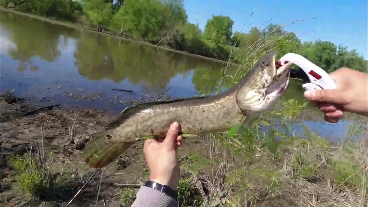 Bowfin fishing in the little Calumet River in Gary IN YouTube