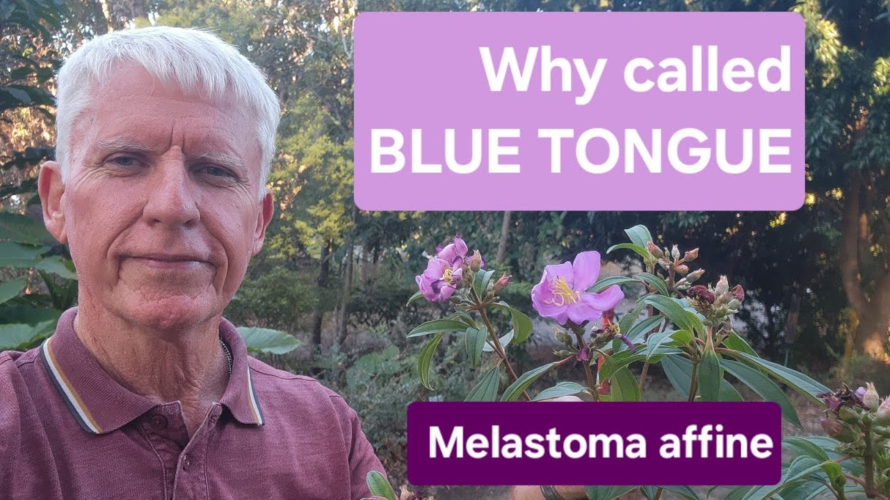 Native Blue Tongue - why the name?
