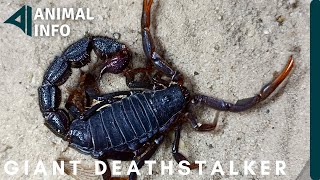 GIANT DEATHSTALKER LIVE FEEDING ! Kalajengking Paling Berbahaya di Dunia