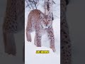Lynx: The Wild Cat With Thick Fur And Ear Tufts!