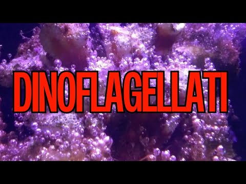Video: In che modo i coanoflagellati e le spugne sono simili?