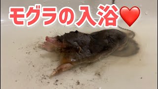 お風呂が好きすぎて1人で湯船につかってリラックスするモグラw Youtube