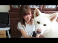 【秋田犬ゆうき】子供たちのお昼寝で一段落したママに甘える【akita dog】
