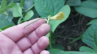 Pros & Cons of Cow Peas