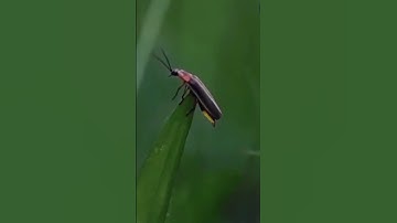 Close up of a firefly