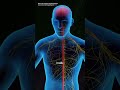 How Rabies Virus Infects the Body#RabiesVirus #Rabies #3DAnimation #VirusExplained #MedicalAnimation