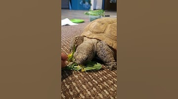 Gus Eats His 1st Dandelions of 2021! - Gus the Gopher Tortoise #Shorts 1