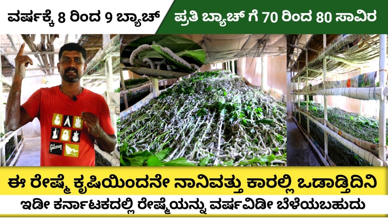 Silk farming in Karnataka How to start silk farming Earn 80,000