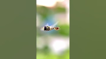Hoverfly hovering #macrophotography #macrophoto #wildlifephotography #insects