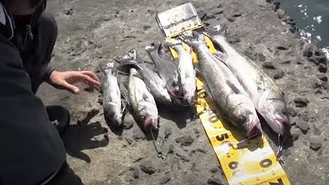 釣りいろは