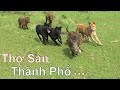 Thợ Săn Thành Phố - Đánh Thức Bản Năng Đi Săn của Chó Bản Địa Việt Nam/ NhamTuatTV - Dog in Vietnam