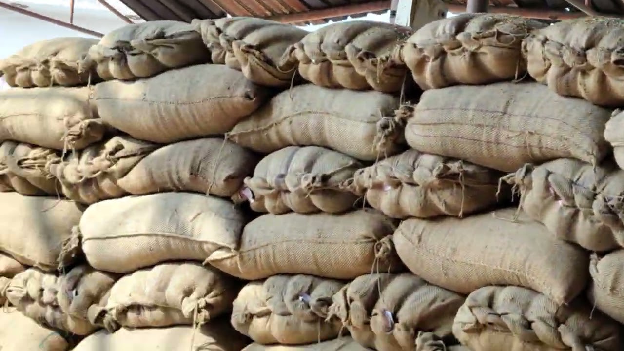 3=3=2026 हांसी अनाज मंडी में धान के ताजा भाव 