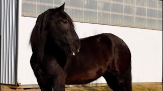 Drop Dead Gorgeous Black SHIRE Mare Super Safe and Really Rides