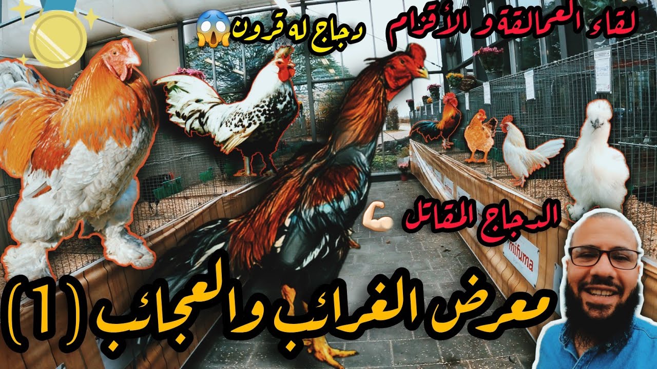 معرض العجائب والغرائب 😱! دجاج الزينة الجزء الأول 🐓