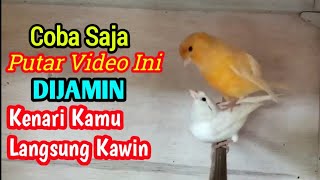 Dengar Video Ini Kenari Manapun Di jamin Langsung Naik Birahi Dan Minta Kawin #canarisinging