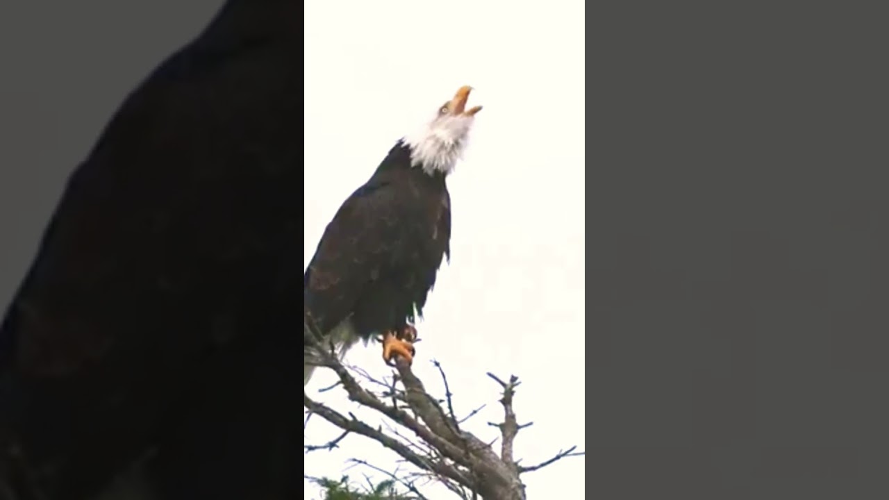 Blad eagle calling for mating 