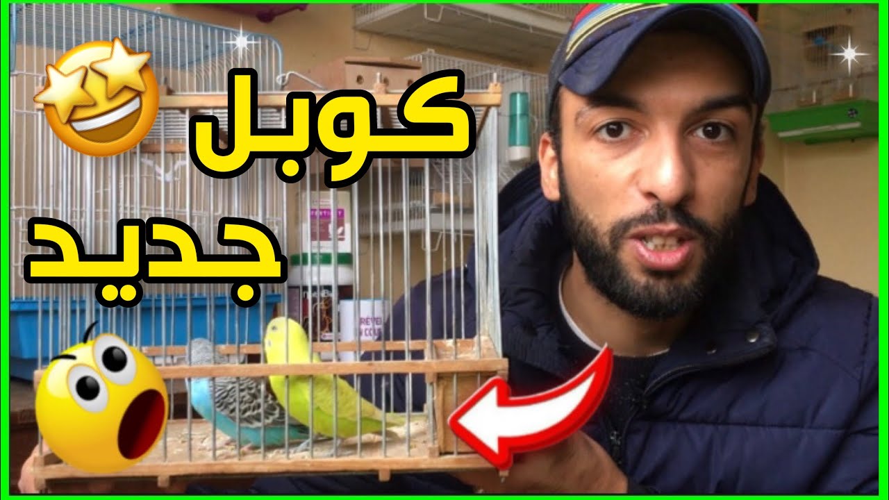 تجهيز قفص التزاوج لزوج جديد من طيور البادجي 🤩