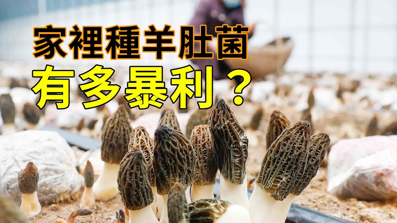 如何種植羊肚菌？吃上一次，難忘一輩子！
