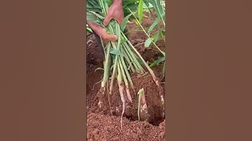 Teknik cerdas panen jahe yang sangat memuaskan #shorts