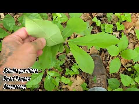 Atlanta Georgia : Call To Restore Schisandra Glabra